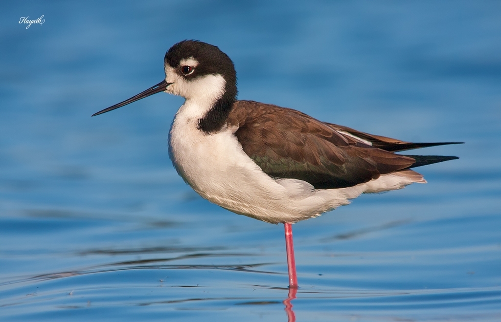 Black Stilt photo