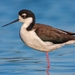 Black-necked Stilt - Photo (c) Hayath Mohammed, all rights reserved, uploaded by Hayath Mohammed