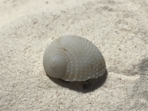 Neritopsis radula — seen at this dive site