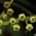 Elaeocarpus japonicus - Photo (c) 小铖/Smalltown, all rights reserved, uploaded by 小铖/Smalltown