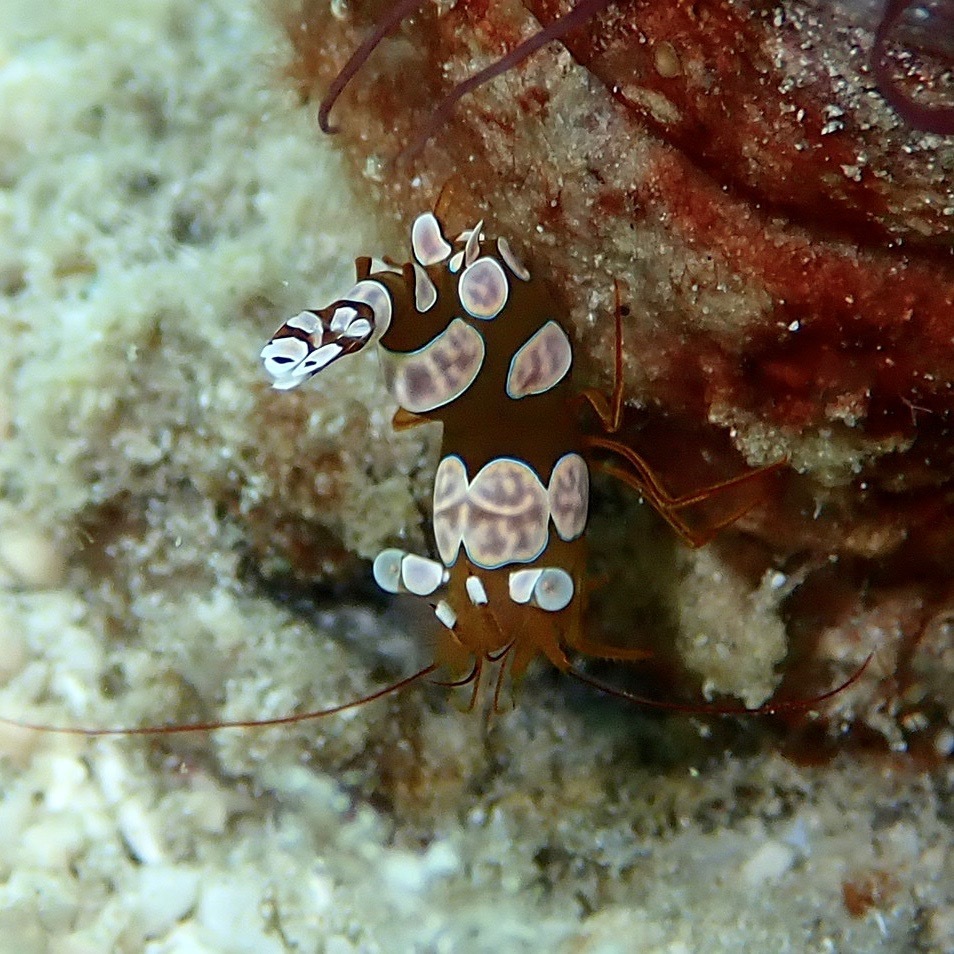Hairy Shrimp