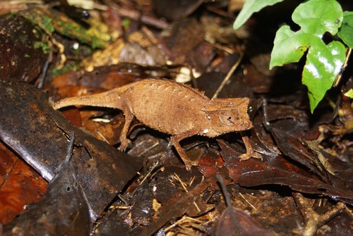 Marojejy Leaf Chameleon