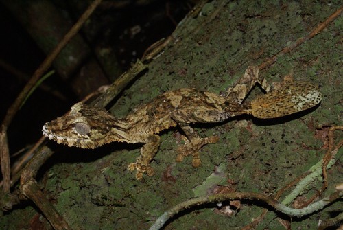 Giant Mossy Leaf-tailed Gecko
