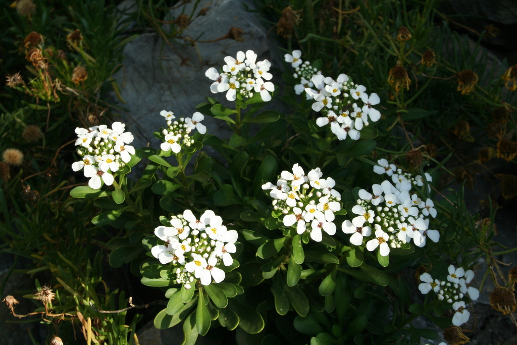 Evergreen candytuft