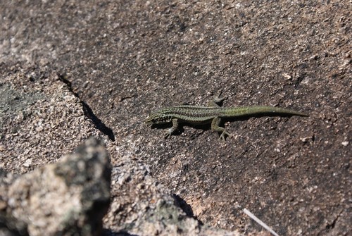 Barbour's Day Gecko