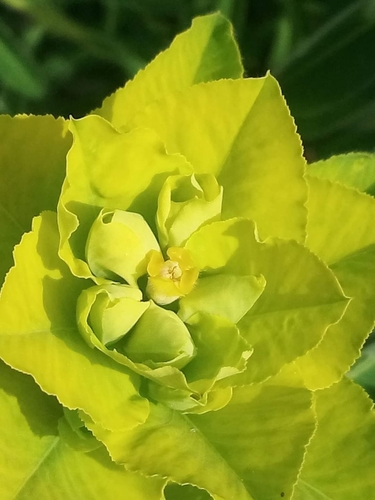Euphorbia paniculata ssp. paniculata