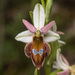 Rhodian Horseshoe Orchid - Photo (c) Konstantinos Kalaentzis, all rights reserved, uploaded by Konstantinos Kalaentzis