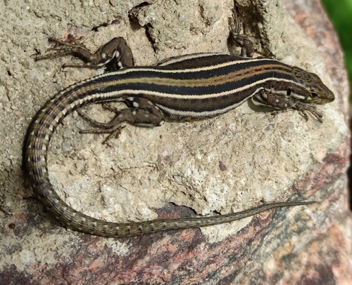 Guadarrama Wall Lizard