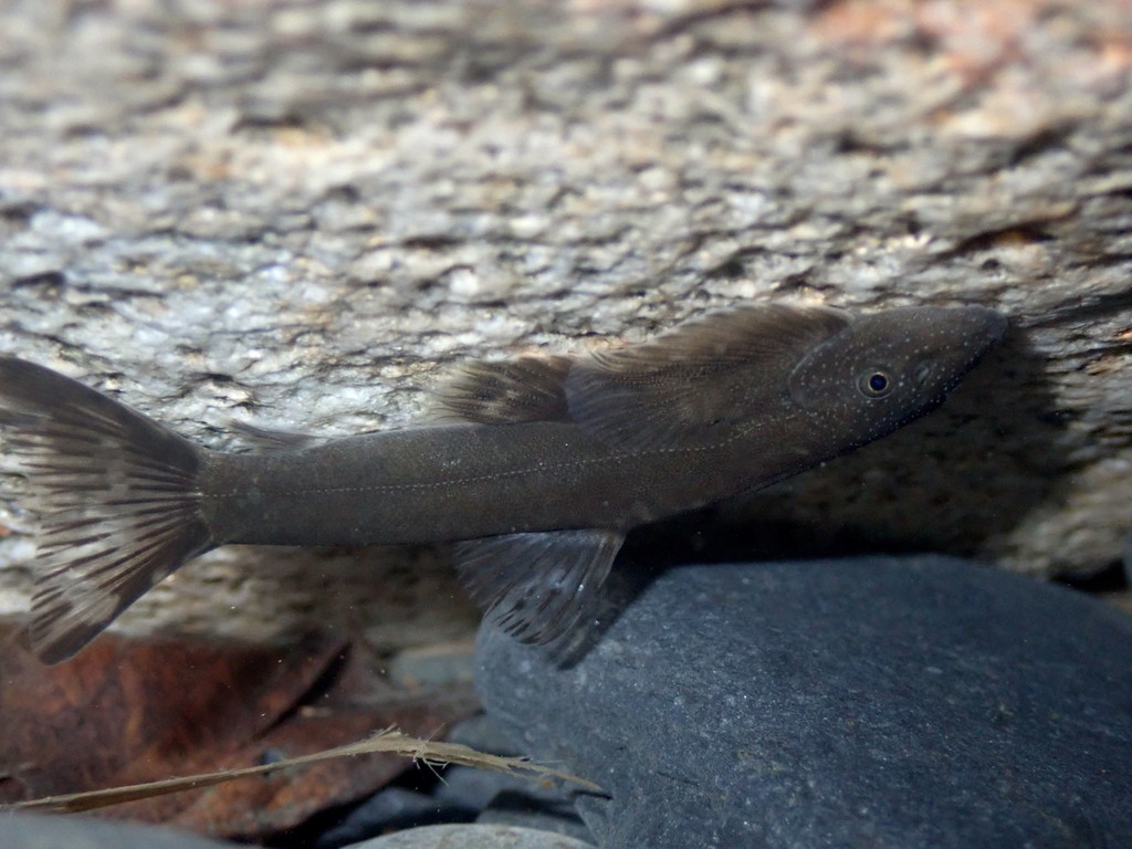 Formosan River Loach in October 2020 by 陳冠勳 · iNaturalist