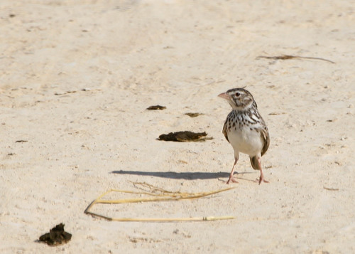 Madagascar Lark