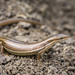 Grass-top Skink - Photo (c) Matthieu Berroneau, all rights reserved, uploaded by Matthieu Berroneau