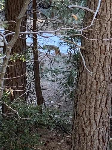 iNaturalist observation photo of Coyote