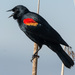 Red-winged Blackbird - Photo (c) Juan Miguel Artigas Azas, all rights reserved, uploaded by Juan Miguel Artigas Azas