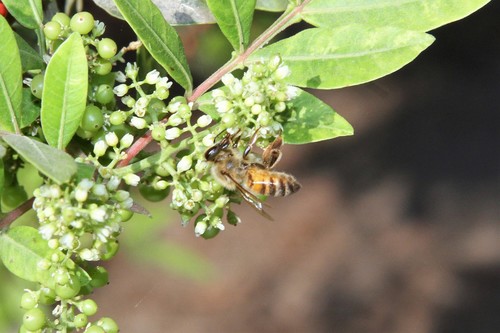 photo of Western Honey Bee (Apis mellifera)