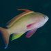 Lyretail Anthias - Photo (c) Ian Shaw, all rights reserved, uploaded by Ian Shaw