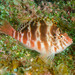 Threadfin Hawkfish - Photo (c) Ian Shaw, all rights reserved, uploaded by Ian Shaw