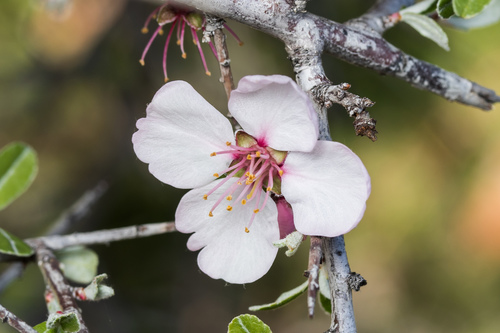 Prunus discolor