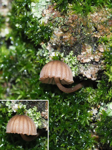 Bark Mycena
