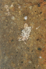 Baeolidia salaamica image
