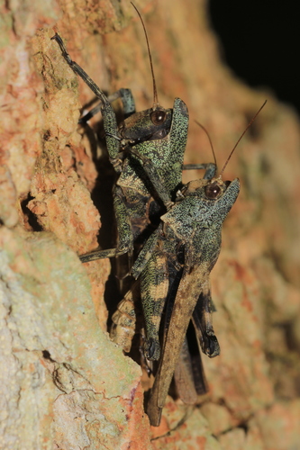 Esurulla Insect Genus Saussurella · iNaturalist