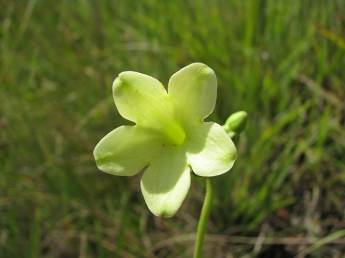 Helia oblongifolia