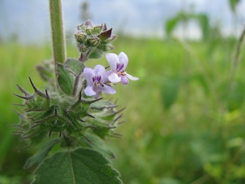 Wide Spikenard