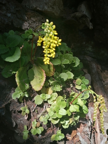 Umbilicus oppositifolius Ledeb.