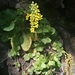 Chiastophyllum oppositifolium - Photo (c) Тая Халикова, todos los derechos reservados, subido por Тая Халикова