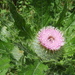 Short-styled Thistle - Photo (c) Matt Below, all rights reserved