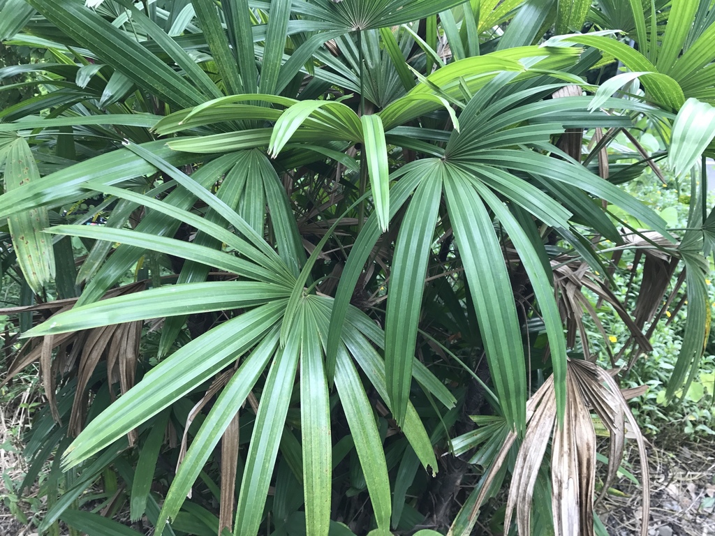 Trúc mây (Rhapis excelsa)