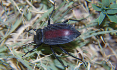 Eleodes suturalis image