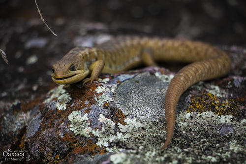 Wiegmann's alligator lizard