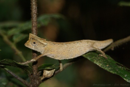Marojejy Leaf Chameleon