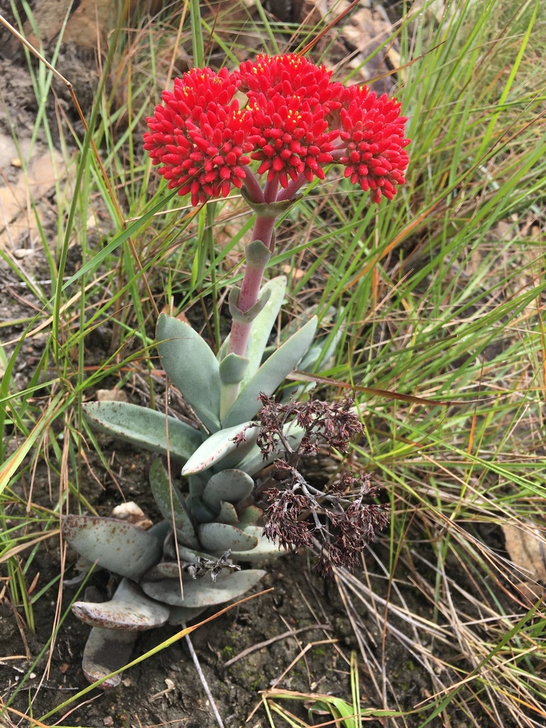 Propeller plant