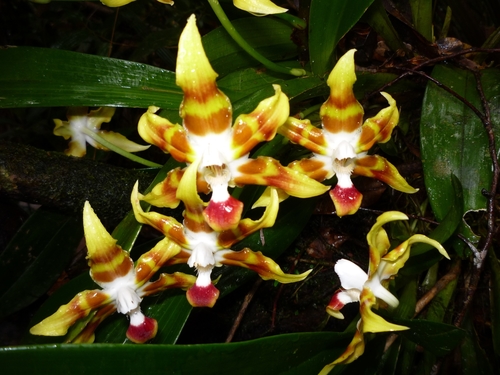 Huntleya fasciata image