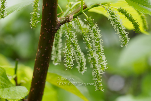 Chang-sui Mulberry (Morus wittiorum)
