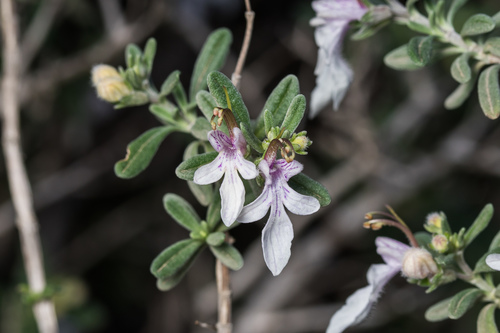 Teucrium brevifolium