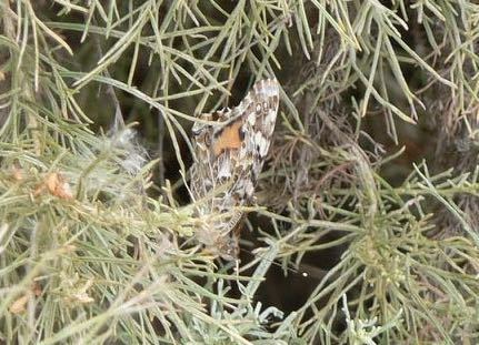 iNaturalist observation photo of Painted Lady