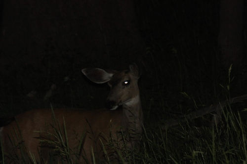 iNaturalist observation photo of Mule Deer