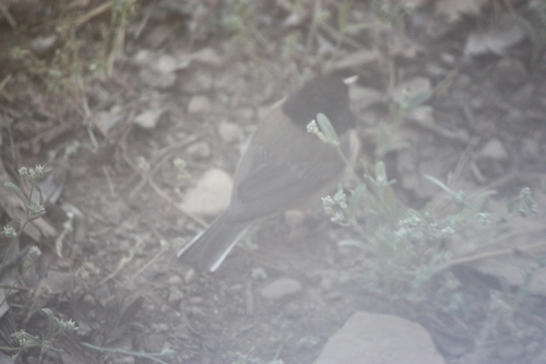 iNaturalist observation photo of Dark-eyed Junco