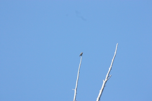 iNaturalist observation photo of Western Wood-Pewee