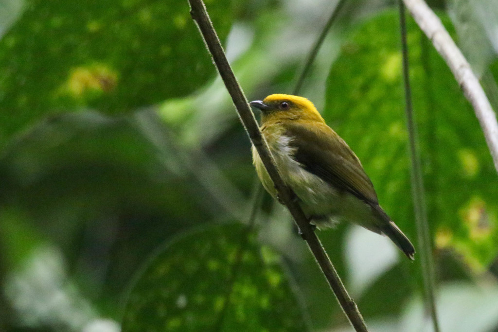 Yellow-headed Manakin photo