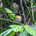 Spectacled Monarch (Halmahera) - Photo (c) Richard Yank, all rights reserved, uploaded by Richard Yank