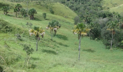 moriche palm