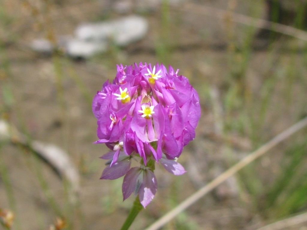 Polygala longicaulis (Polygala longicaulis)