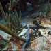 Observation photo