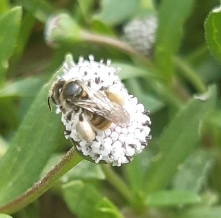 photo of Brues' Mini-digger (Exomalopsis bruesi)