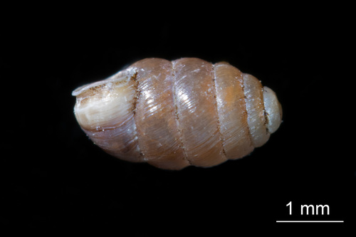 Moss Chrysalis-snail