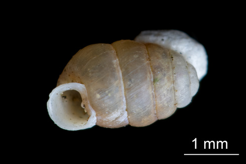 Moss Chrysalis-snail