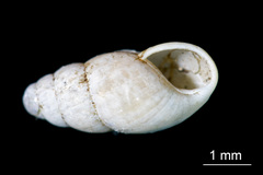 Cochlicopa lubricella image